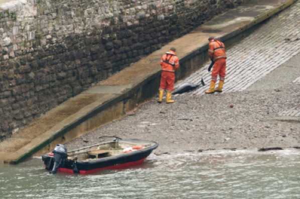 25 January 2020 - 14-13-24-2.jpg
Two Dartharbour guys have the unenviable job of retrieving this body of a small dolphin found on Kingswear slipway.
#DeadDolphinKingswear #DartmouthDolphin